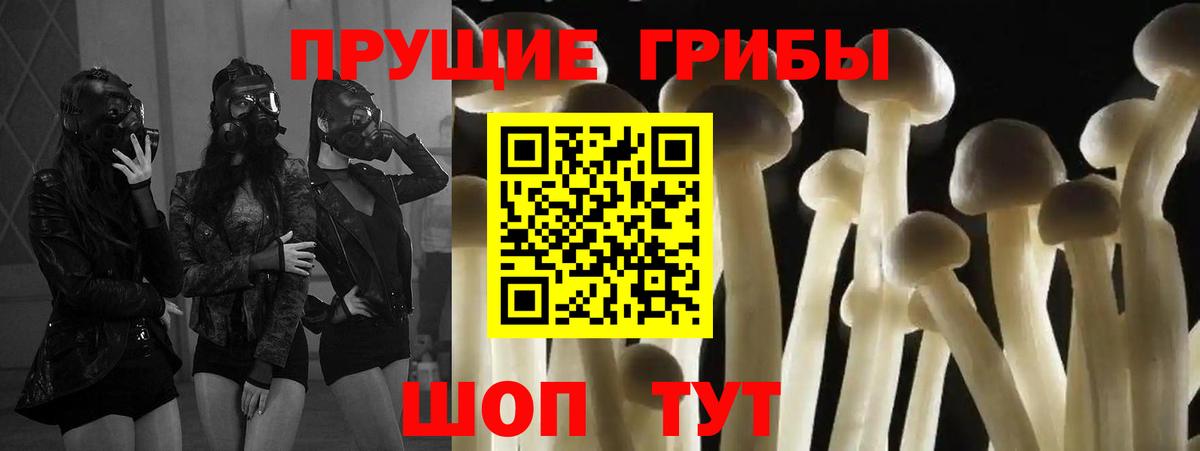 Псилоцибиновые грибы Psilocybe Кострома